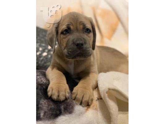 PoulaTo: Ωραία κουτάβια τεριέ BULLMASTIFF